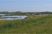 D500 Texel 18-05-28 00251   Photos ACG 2018