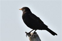 D500 Texel 18-05-29 00258   Photos ACG 2018