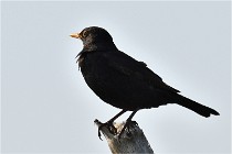 D500 Texel 18-05-29 00259   Photos ACG 2018