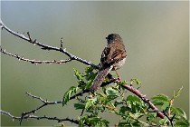D500 Texel 18-05-29 00265   Photos ACG 2018