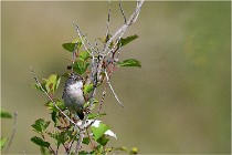 D500 Texel 18-05-29 00267   Photos ACG 2018
