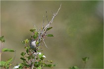 D500 Texel 18-05-29 00267  3  Photos ACG 2018