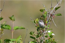 D500 Texel 18-05-29 00270   Photos ACG 2018