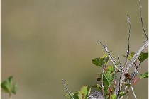 D500 Texel 18-05-29 00270  4  Photos ACG 2018