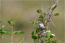 D500 Texel 18-05-29 00273   Photos ACG 2018