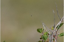 D500 Texel 18-05-29 00273  5  Photos ACG 2018