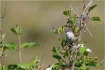 D500 Texel 18-05-29 00274   Photos ACG 2018