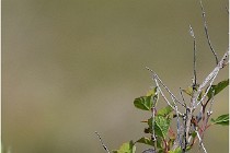 D500 Texel 18-05-29 00274  6  Photos ACG 2018