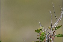 D500 Texel 18-05-29 00276  7  Photos ACG 2018