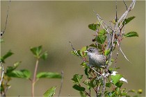 D500 Texel 18-05-29 00277   Photos ACG 2018
