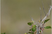 D500 Texel 18-05-29 00277  8  Photos ACG 2018