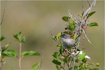 D500 Texel 18-05-29 00278   Photos ACG 2018