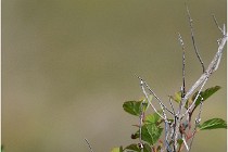 D500 Texel 18-05-29 00278  9  Photos ACG 2018