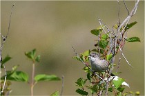 D500 Texel 18-05-29 00279   Photos ACG 2018