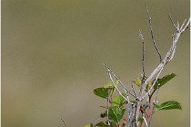 D500 Texel 18-05-29 00279  10  Photos ACG 2018