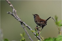D500 Texel 18-05-29 00280   Photos ACG 2018