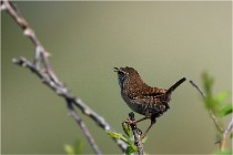 D500 Texel 18-05-29 00280  11  Photos ACG 2018