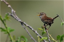 D500 Texel 18-05-29 00282   Photos ACG 2018