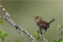 D500 Texel 18-05-29 00282  12  Photos ACG 2018
