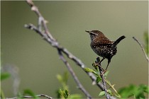 D500 Texel 18-05-29 00283   Photos ACG 2018