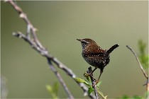 D500 Texel 18-05-29 00283  13  Photos ACG 2018