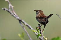 D500 Texel 18-05-29 00284   Photos ACG 2018
