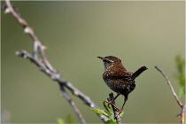 D500 Texel 18-05-29 00284  14  Photos ACG 2018