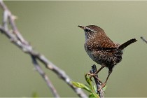 D500 Texel 18-05-29 00285   Photos ACG 2018