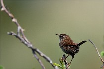 D500 Texel 18-05-29 00285  15  Photos ACG 2018
