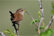 D500 Texel 18-05-29 00286   Photos ACG 2018