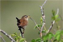 D500 Texel 18-05-29 00286  16  Photos ACG 2018