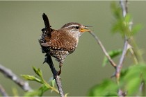 D500 Texel 18-05-29 00287   Photos ACG 2018