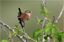 D500 Texel 18-05-29 00287  17  Photos ACG 2018
