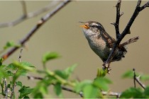 D500 Texel 18-05-29 00289   Photos ACG 2018