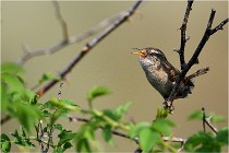 D500 Texel 18-05-29 00289  18  Photos ACG 2018