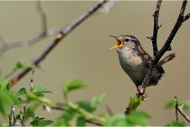D500 Texel 18-05-29 00290   Photos ACG 2018