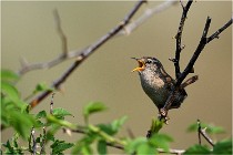 D500 Texel 18-05-29 00290  19  Photos ACG 2018