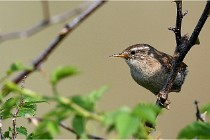 D500 Texel 18-05-29 00291   Photos ACG 2018