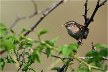 D500 Texel 18-05-29 00291  20  Photos ACG 2018