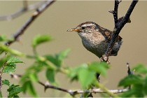 D500 Texel 18-05-29 00293   Photos ACG 2018
