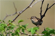 D500 Texel 18-05-29 00293  21  Photos ACG 2018