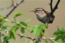 D500 Texel 18-05-29 00295   Photos ACG 2018