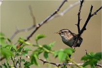 D500 Texel 18-05-29 00295  22  Photos ACG 2018