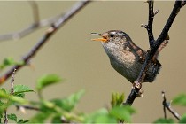 D500 Texel 18-05-29 00299   Photos ACG 2018