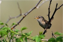 D500 Texel 18-05-29 00299  23  Photos ACG 2018