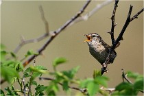 D500 Texel 18-05-29 00300  3  Photos ACG 2018