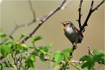 D500 Texel 18-05-29 00301  4  Photos ACG 2018