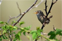 D500 Texel 18-05-29 00303  5  Photos ACG 2018