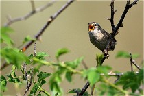 D500 Texel 18-05-29 00304  6  Photos ACG 2018