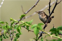 D500 Texel 18-05-29 00306  7  Photos ACG 2018